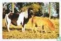Shetland pony's - Image 1