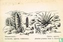 Steenwoestijn: cactussen, agaven, vetplanten - Afbeelding 1
