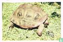Reuzenschildpad - Image 1