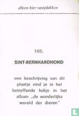 Sint-Bernhardhond - Image 2
