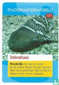 Zebrahaai  - Afbeelding 1