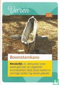 Boomstamkano - Afbeelding 1