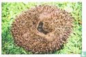 Egel - Image 1