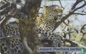Leopard (Panthera pardus) - Afbeelding 1