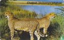 Cheeta (Acinonyx jubatus) - Bild 1
