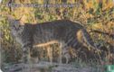 African Wild Cat (Felis sylvestris) - Bild 1