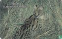 Serval (leptailurus serval) - Afbeelding 1