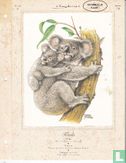 Dieren: Koala  - Image 1