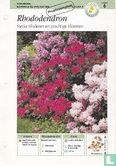 Bloemen: Rhododendron  - Image 1