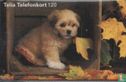 Puppy in a Box - Image 1