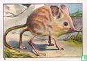 Langachterpootige spitsmuis (Zuid Afrika) - Image 1