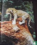 Jaguars - Bild 2