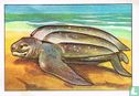 Levensduurrekord: de schildpad - Image 1