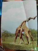 Giraffen - Image 1