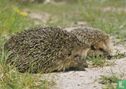 Dieren: Egels