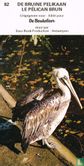 De bruine pelikaan - Afbeelding 1