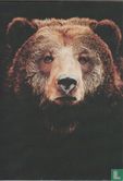 Kodiak Bear - Afbeelding 1