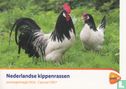 Dutch Chicken breeds - Image 1