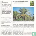 Planten: Bestaan er veel soorten palmbomen?