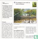 Planten: Wat is een mangrove? - Image 2