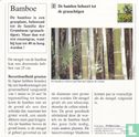 Planten: Tot welk type plant behoort de bamboe? - Image 2