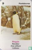 Pinguin - Bild 1