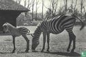 Zebra met jong - Afbeelding 1