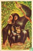 Chimpanzee - Afbeelding 1