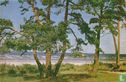 Strand met sparren