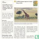 Wilde dieren: Hoe hoog kan een giraf worden? - Afbeelding 2