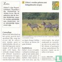 Wilde dieren: Hebben zebra's al strepen bij de geboorte? - Afbeelding 2