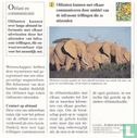 Wilde dieren: Kunnen olifanten over lange afstand met elkaar communiceren? - Image 2