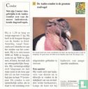Wilde dieren: Wat is de grootste roofvogel? - Image 2