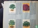 Verzamel-Album met leerzame beschrijving van plaatjes bloemen-groenten en visschen - Image 3