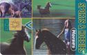 Sports & Hobby's horses - Bild 1