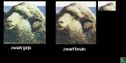 Merino sheep - Image 2