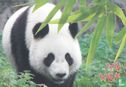 Pandabeer Wu Wen - Afbeelding 1