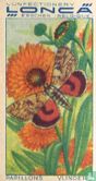 Catocala electa