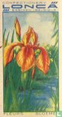 Iris pseudo acorus - Image 1