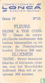 Silene