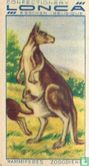 Kangoeroe - Image 1