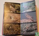 The Audubon society field guide to North American Birds - Bild 3