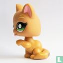 Short-haired cat