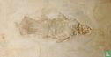 Uudina harlemensis (Quastenflosser) [Coelacanth] - Image 1