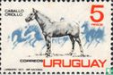 Criollo horse - Image 1