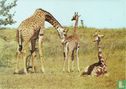 Giraffes - Afbeelding 1