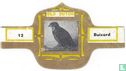 Buizerd