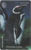 Jackass Penguin - Afbeelding 1