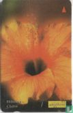 Hibiscus Yellow - Image 1