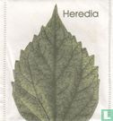 Yerba Mate - Image 1